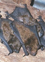 Bats in the Attic