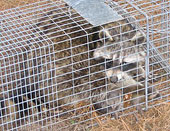 Humane raccoon trapping